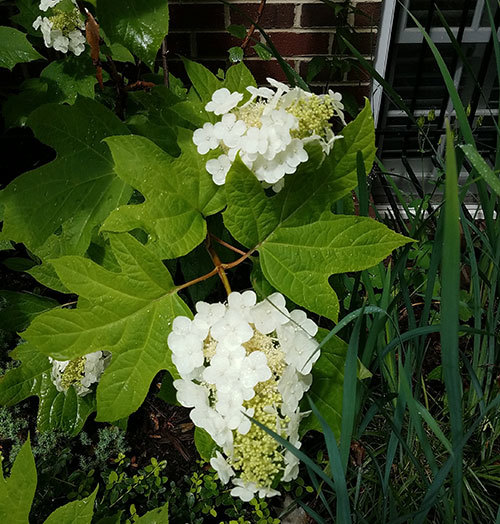 White-Flowers