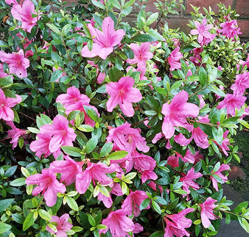 Azaleas1