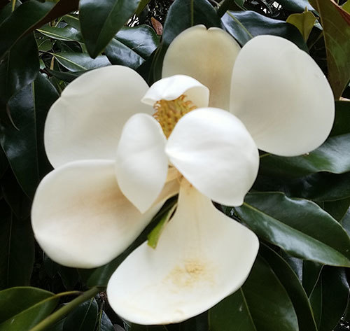 Magnolia