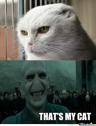 Image result for slytherin memes