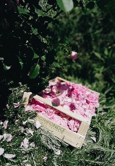 canto-del-maggio-roses-2