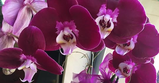 orchids 