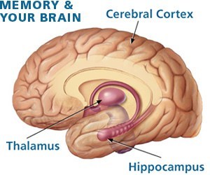Image result for cerebral cortex and thalamus