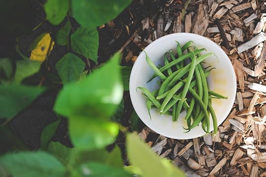 Beans_harvested.jpg