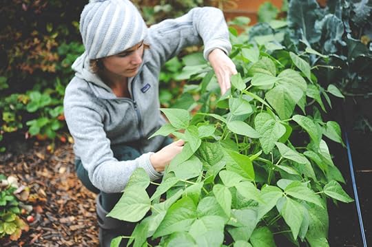 hilary and bush beans.jpg