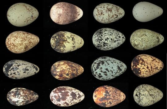 Guillemot Eggs