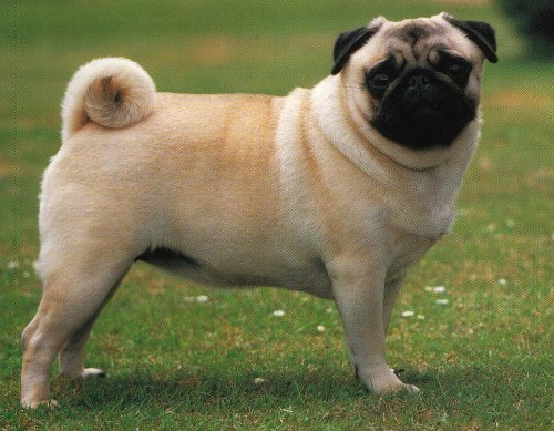 Image result for types of dogs