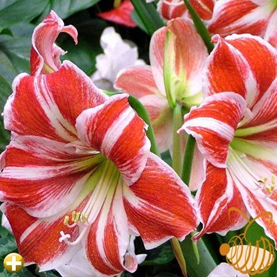 Image result for types of flowers