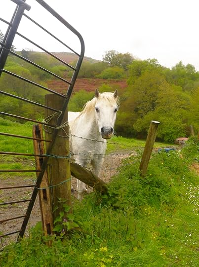 White horse 3