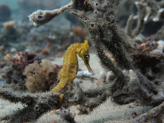 Hippocampus whitei Seahorse_0201 4 cmp