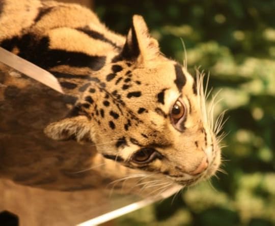 Top Five Most Animal-Friendly Zoos for You and Your Family 4