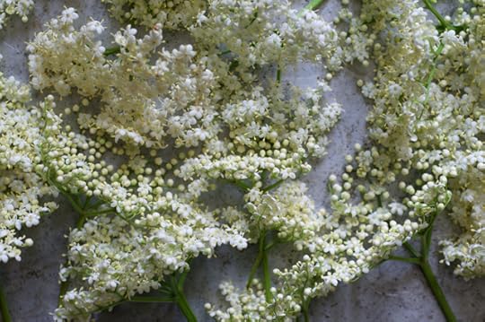 Freshly picked elderflowers for elderflower cordial