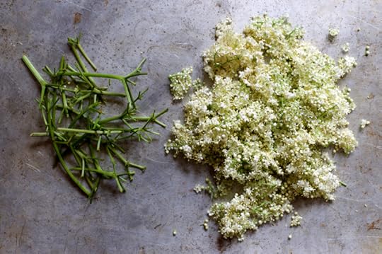 Elderflowers separated from their stems for elderflower cordial