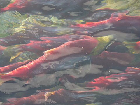 Photo: Fisheries and Oceans' funding welcomed