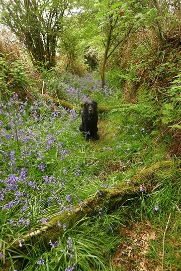 Bluebells 1