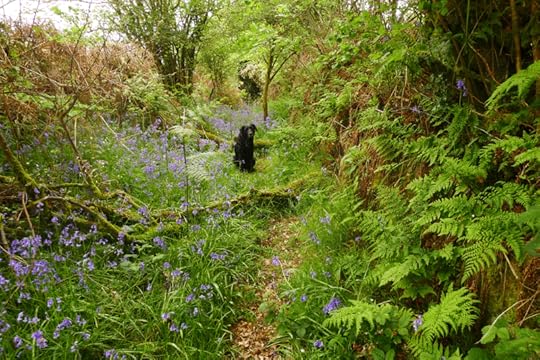Bluebells 2