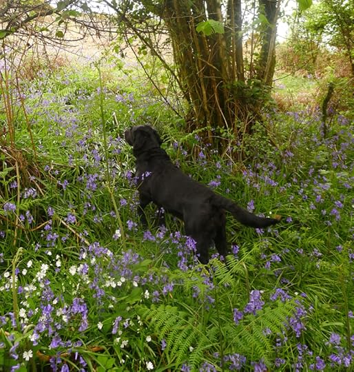 Bluebells 3