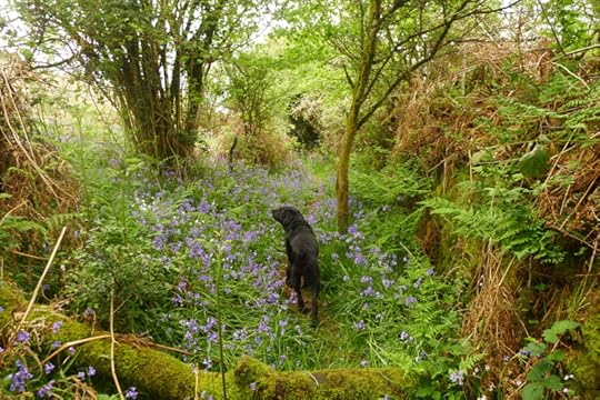 Bluebells 4
