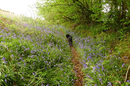 Bluebells 5