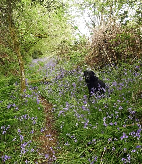 Bluebells 7