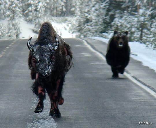 Image result for bear chasing bison