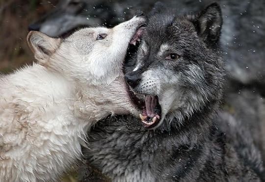 wolves fighting: 