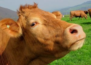 brown-cow
