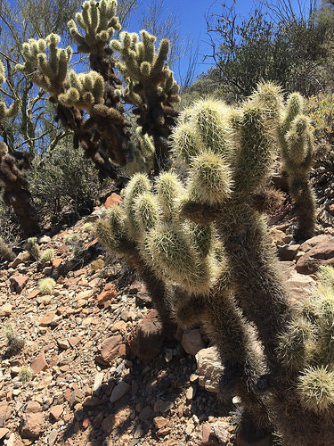 Cactus - from Colorful Wildflowers in the Arizona Desert