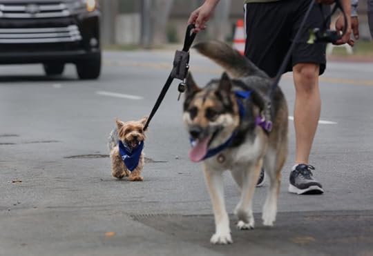 Synchrony Financial Rock 'n' Roll San Diego Dog Walk