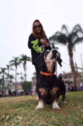 Synchrony Financial Rock 'n' Roll San Diego Dog Walk