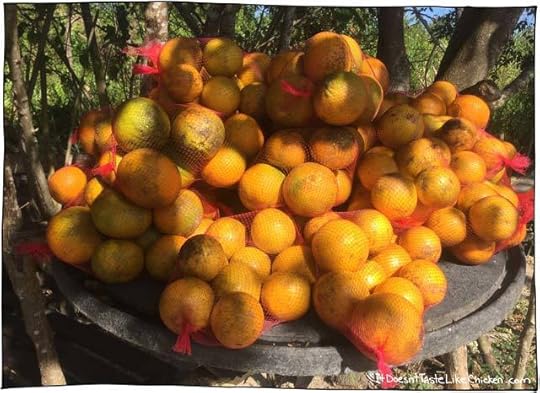 How to Eat Vegan in Montego Bay, Jamaica. My travel guide of what it's like to travel as a vegan. Tips on what to say, what to eat, and different fruits and veggies to try! #itdoesnttastelikechicken