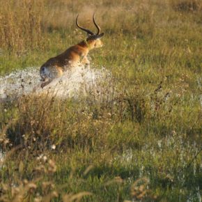 leaping lechwe in Okavango Delta