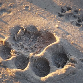 Lion Print in Okavango Delta.