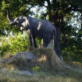 Okavango Delta elephant on termite mound