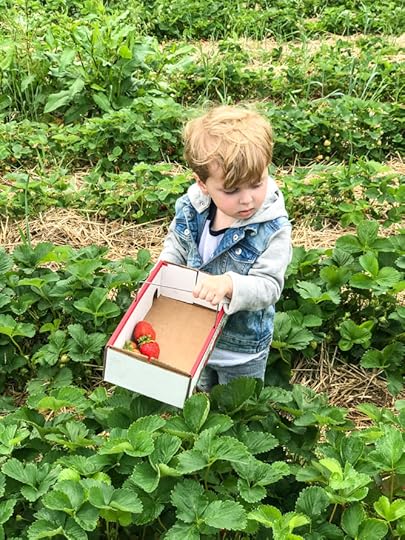strawberry picking I howsweeteats.com 