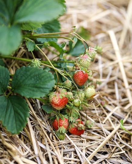 strawberry picking I howsweeteats.com 