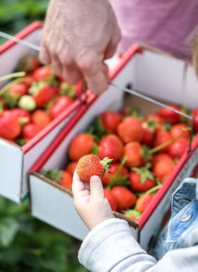 strawberry picking I howsweeteats.com 