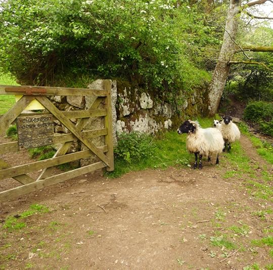 Stray sheep