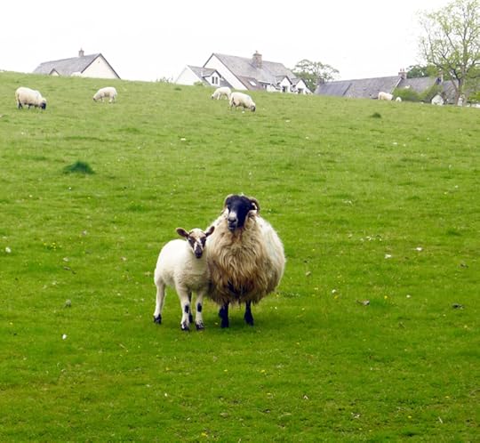 Sheep and lamb, reunited.