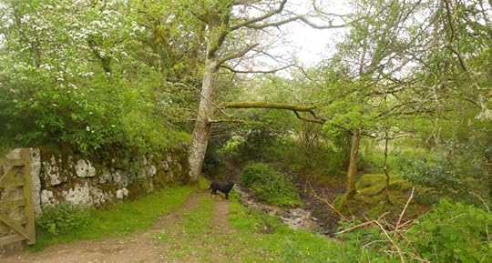 A stream on the Commons