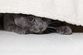 Image result for current mood