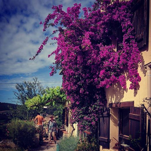 Mas des brun bouganvillea