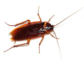 American-roach