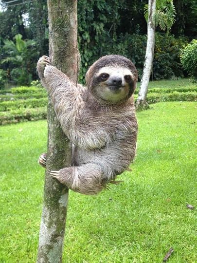 Tree hugging sloth: 