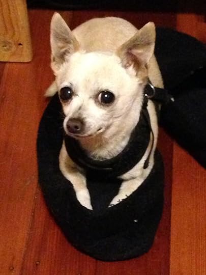 Squeaks the Chihuahua in a slipper - HeidiMastrogiovanni.com
