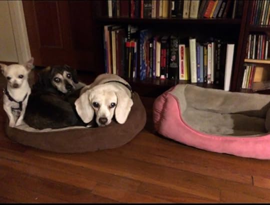 Squeaks, Maggie, and Chester