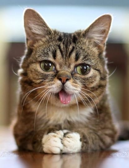 Tardar Sauce, Lil Bub, and Other Famous Cats on the Internet 2