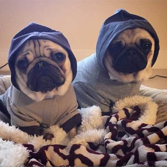 Image result for dantdm real life pugs