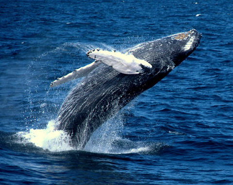 Photo: Protecting oceans is paying off
