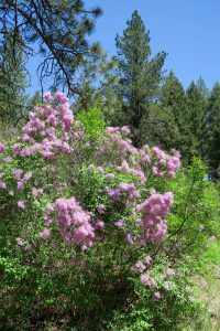 A lilac bush blooms surrounded by woods.